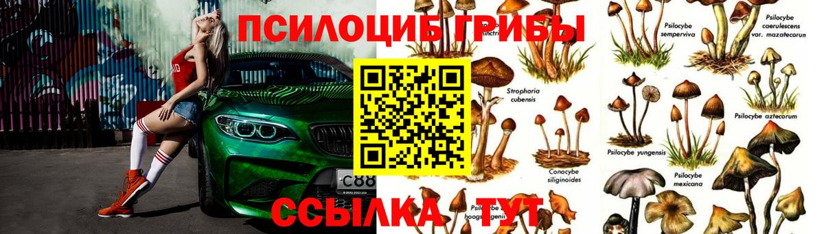 дарнет шоп  Вход с VPN  Котельники  Галлюциногенные грибы прущие грибы 